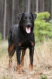 BEAUCERON 412